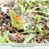 colias thisoa female oviposition1